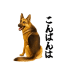 シェパード★毎日使う敬語集シンプル（個別スタンプ：3）
