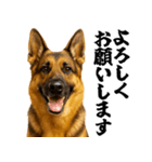 シェパード★毎日使う敬語集シンプル（個別スタンプ：6）