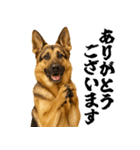 シェパード★毎日使う敬語集シンプル（個別スタンプ：7）