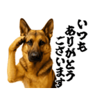 シェパード★毎日使う敬語集シンプル（個別スタンプ：9）