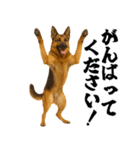 シェパード★毎日使う敬語集シンプル（個別スタンプ：10）