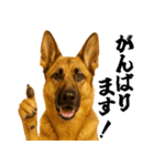 シェパード★毎日使う敬語集シンプル（個別スタンプ：11）