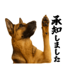 シェパード★毎日使う敬語集シンプル（個別スタンプ：13）