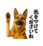 シェパード★毎日使う敬語集シンプル（個別スタンプ：20）