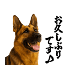 シェパード★毎日使う敬語集シンプル（個別スタンプ：23）
