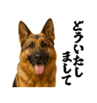 シェパード★毎日使う敬語集シンプル（個別スタンプ：24）