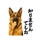 シェパード★毎日使う敬語集シンプル（個別スタンプ：28）