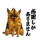 シェパード★毎日使う敬語集シンプル（個別スタンプ：29）