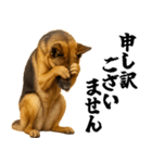 シェパード★毎日使う敬語集シンプル（個別スタンプ：31）