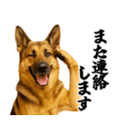 シェパード★毎日使う敬語集シンプル（個別スタンプ：32）