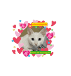 ゆずちゃん＆ママの楽しい猫ちゃん（個別スタンプ：1）