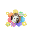 ゆずちゃん＆ママの楽しい猫ちゃん（個別スタンプ：7）