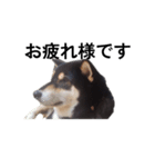 柴犬 毎日デカ文字 フェル 可愛い7（個別スタンプ：1）