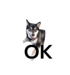 柴犬 毎日デカ文字 フェル 可愛い7（個別スタンプ：2）