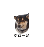 柴犬 毎日デカ文字 フェル 可愛い7（個別スタンプ：4）