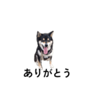 柴犬 毎日デカ文字 フェル 可愛い7（個別スタンプ：5）
