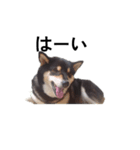 柴犬 毎日デカ文字 フェル 可愛い7（個別スタンプ：6）