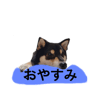 柴犬 毎日デカ文字 フェル 可愛い7（個別スタンプ：7）