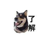 柴犬 毎日デカ文字 フェル 可愛い7（個別スタンプ：8）