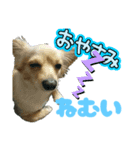 白山くれすた と 愛犬シェビー（個別スタンプ：5）