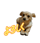 白山くれすた と 愛犬シェビー（個別スタンプ：7）