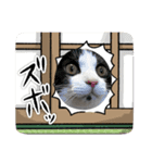 風＆レベッカ（個別スタンプ：1）