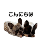 それいけ！大福！豆大福②（個別スタンプ：1）