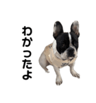 それいけ！大福！豆大福②（個別スタンプ：11）