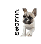 それいけ！大福！豆大福②（個別スタンプ：17）