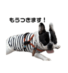 それいけ！大福！豆大福②（個別スタンプ：19）