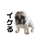 それいけ！大福！豆大福②（個別スタンプ：27）