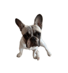 それいけ！大福！豆大福②（個別スタンプ：37）