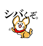狂犬チワワ（個別スタンプ：1）