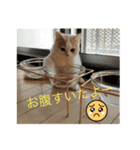 むぎもちスタンプ（個別スタンプ：5）