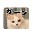 むぎもちスタンプ（個別スタンプ：15）