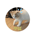 むぎもちスタンプ（個別スタンプ：16）