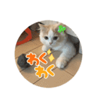 むぎもちスタンプ（個別スタンプ：22）