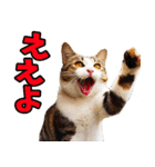 愛媛伊予弁☆にゃんこ（個別スタンプ：1）