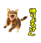 愛媛伊予弁☆にゃんこ（個別スタンプ：2）