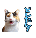 愛媛伊予弁☆にゃんこ（個別スタンプ：4）