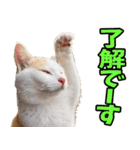愛媛伊予弁☆にゃんこ（個別スタンプ：5）