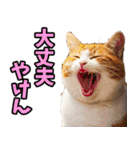 愛媛伊予弁☆にゃんこ（個別スタンプ：6）