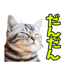 愛媛伊予弁☆にゃんこ（個別スタンプ：7）