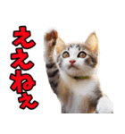 愛媛伊予弁☆にゃんこ（個別スタンプ：9）