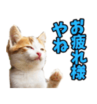 愛媛伊予弁☆にゃんこ（個別スタンプ：10）
