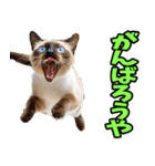 愛媛伊予弁☆にゃんこ（個別スタンプ：11）