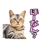 愛媛伊予弁☆にゃんこ（個別スタンプ：12）
