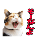 愛媛伊予弁☆にゃんこ（個別スタンプ：13）