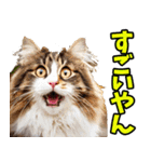 愛媛伊予弁☆にゃんこ（個別スタンプ：14）