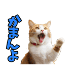 愛媛伊予弁☆にゃんこ（個別スタンプ：15）